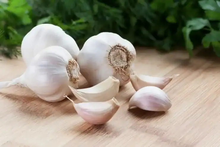 garlic